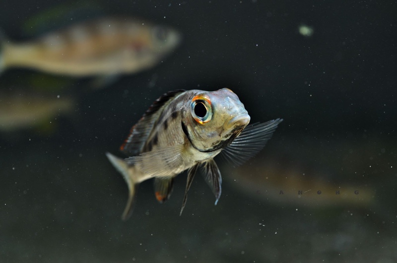 Callochromis macrops 'Chituta Bay'
